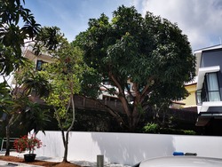 Clover Park (D20), Terrace #227037841